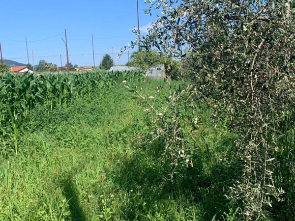 terreno agricolo in vendita a Castelnuovo Magra