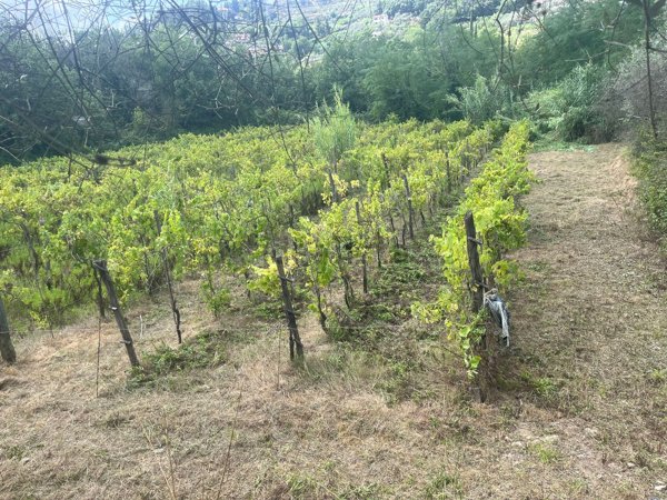 terreno agricolo in vendita a Castelnuovo Magra