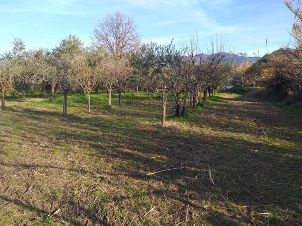 terreno agricolo in vendita a Castelnuovo Magra