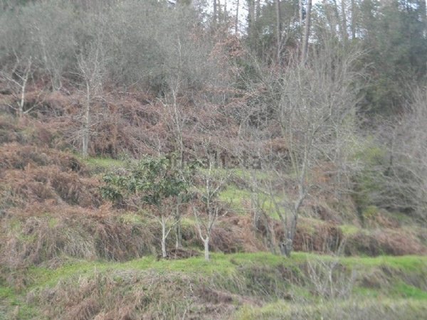 appartamento in vendita a Follo in zona Valdurasca