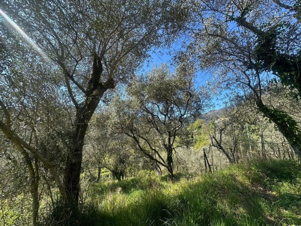 terreno agricolo in vendita a Follo in zona Tivegna