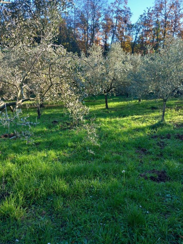 quadrivano in vendita a Lerici