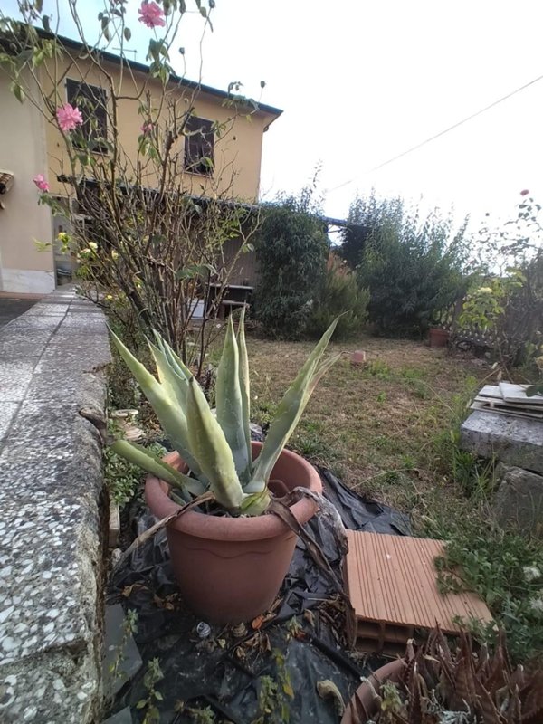 casa indipendente in vendita a Luni in zona Casano
