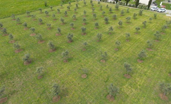 terreno agricolo in vendita a Luni