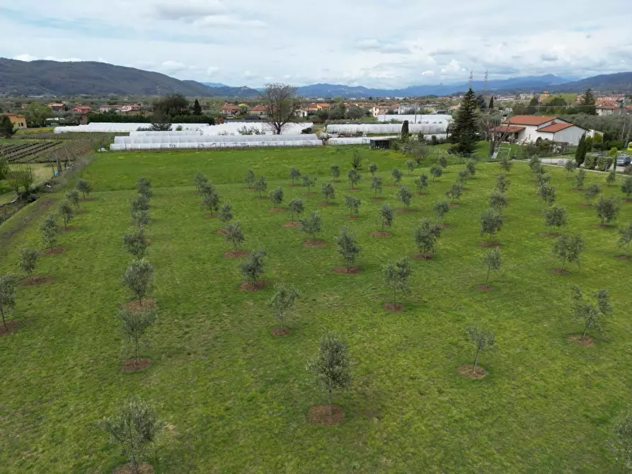 terreno agricolo in vendita a Luni