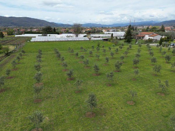 terreno agricolo in vendita a Luni