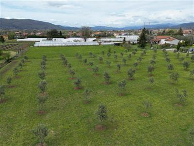 terreno agricolo in vendita a Luni