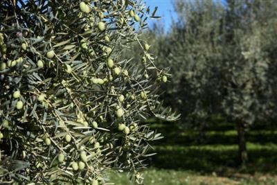 terreno agricolo in vendita a Luni