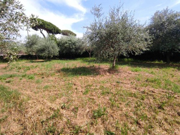terreno agricolo in vendita a Luni in zona Dogana