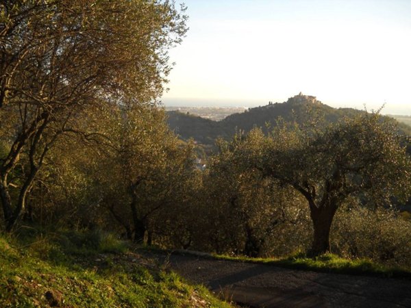 terreno agricolo in vendita a Luni