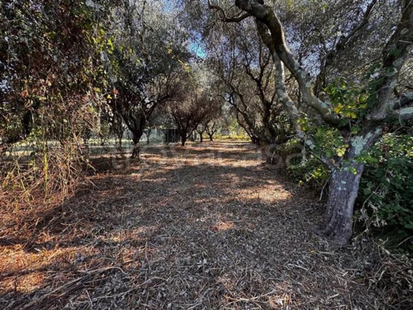 terreno agricolo in vendita a Luni