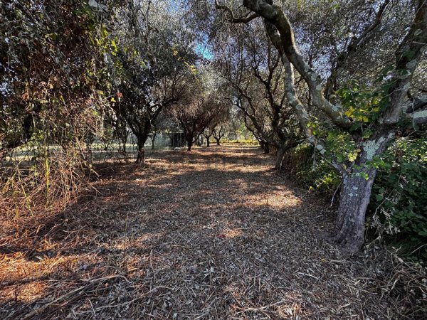 terreno agricolo in vendita a Luni
