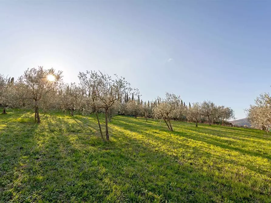 terreno agricolo in vendita a Luni