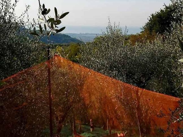 terreno agricolo in vendita a Luni in zona Serravalle