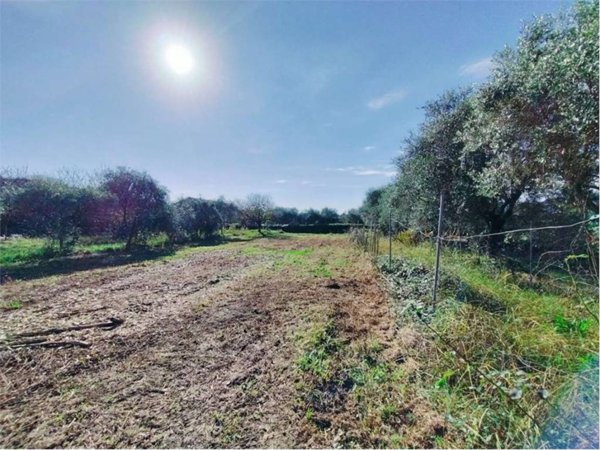 terreno agricolo in vendita a Luni