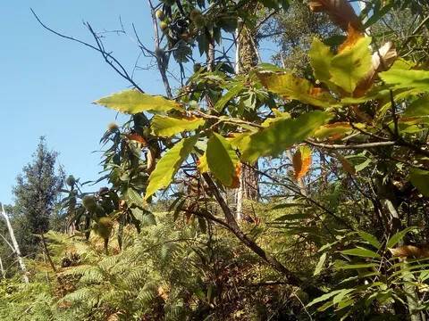 terreno agricolo in vendita a Riccò del Golfo di Spezia in zona Polverara