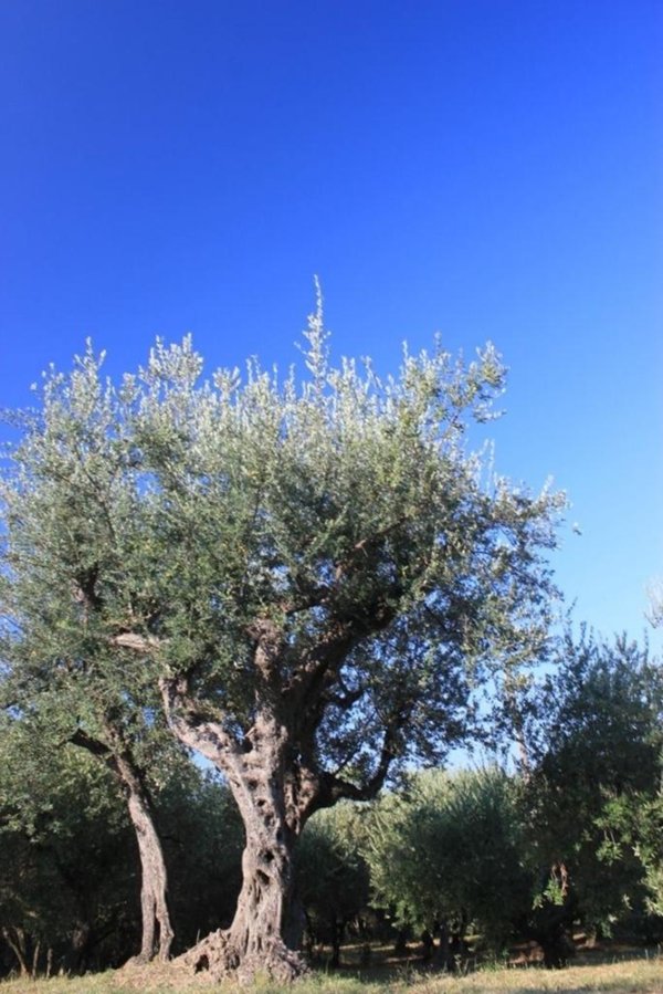 terreno agricolo in vendita a Santo Stefano di Magra