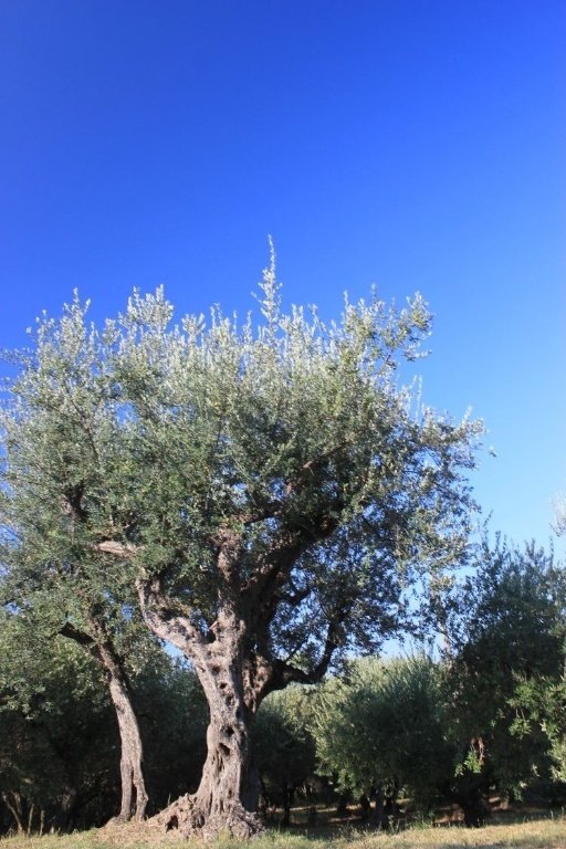 terreno agricolo in vendita a Santo Stefano di Magra