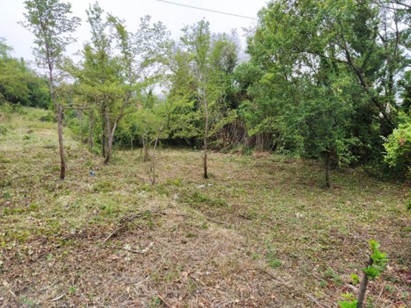 terreno agricolo in vendita a Sarzana in zona San Lazzaro