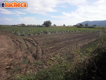 terreno agricolo in vendita a Sarzana in zona San Lazzaro