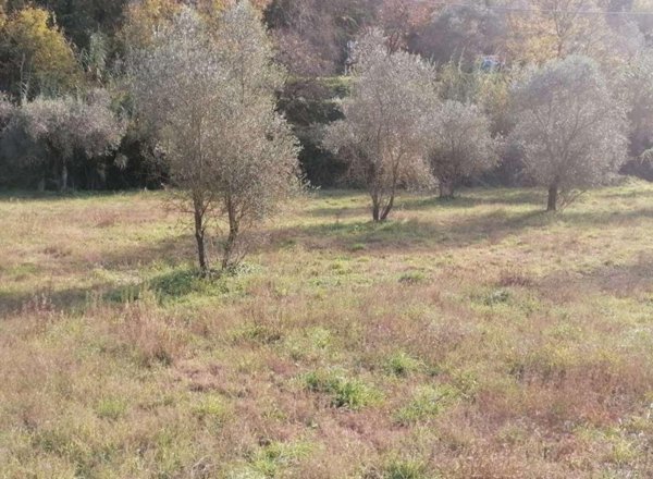 terreno edificabile in vendita a Sarzana in zona Falcinello