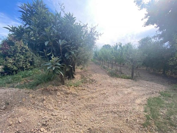 terreno agricolo in vendita a Sarzana