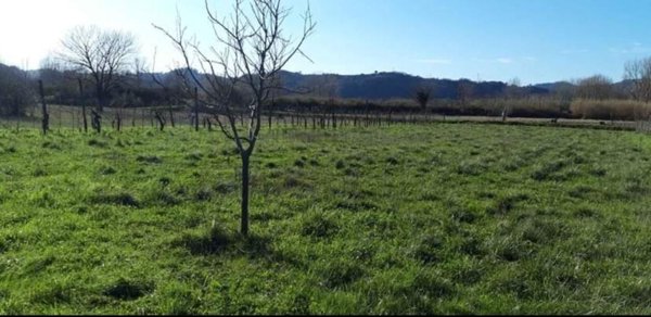terreno agricolo in vendita a Sarzana