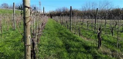 terreno agricolo in vendita a Sarzana