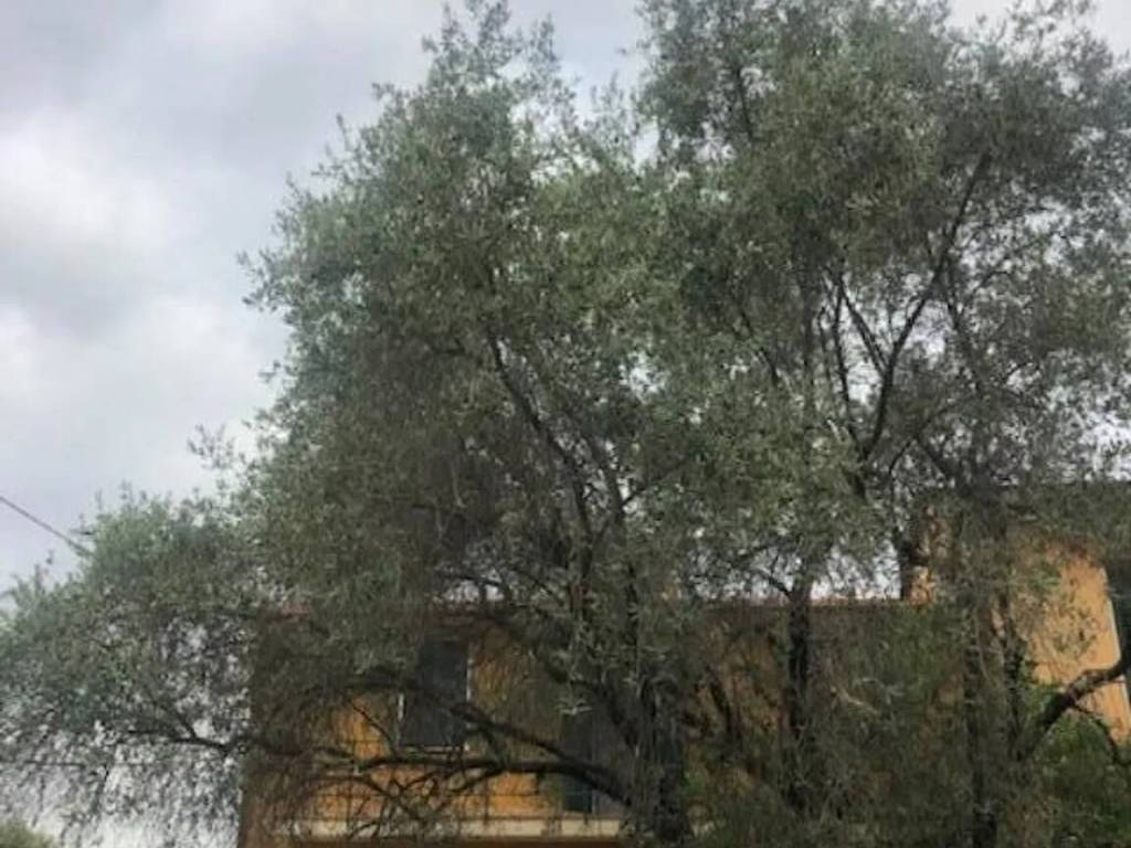 appartamento in vendita a Sarzana