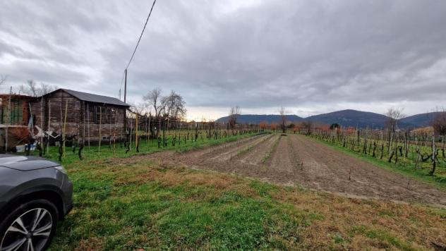 terreno agricolo in vendita a Sarzana