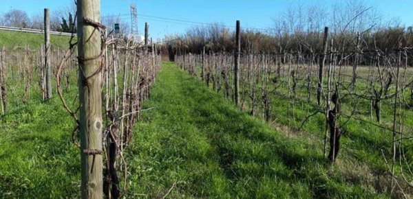 terreno agricolo in vendita a Sarzana