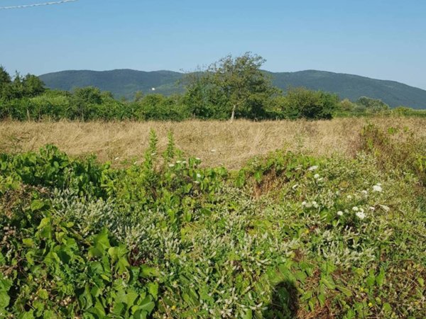 terreno agricolo in vendita a Sarzana in zona San Lazzaro