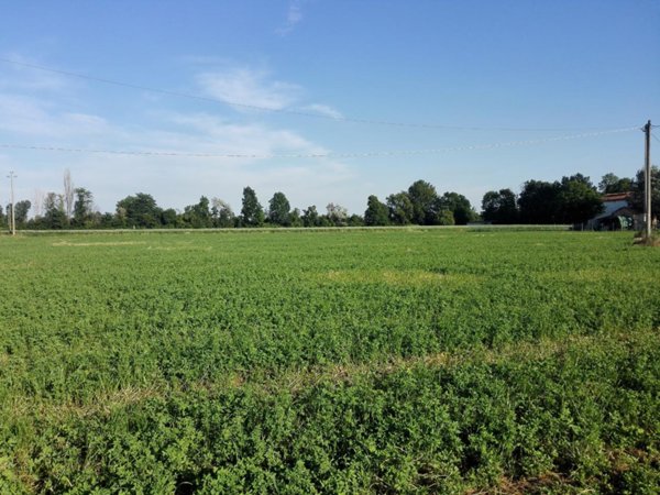terreno agricolo in vendita a Sarzana in zona San Lazzaro
