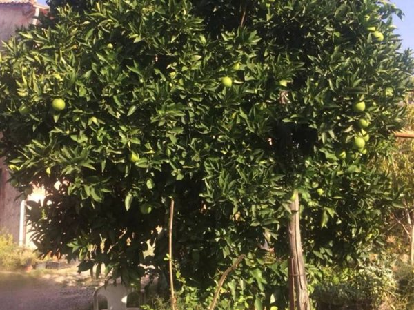 casa indipendente in vendita a Sarzana in zona San Lazzaro