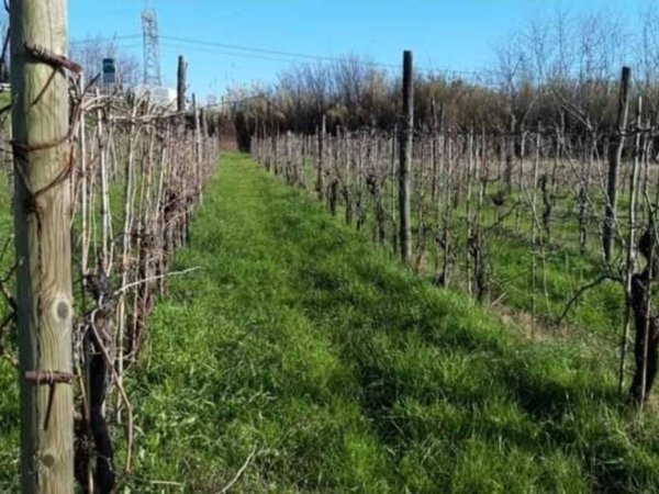 terreno agricolo in vendita a Sarzana in zona Falcinello