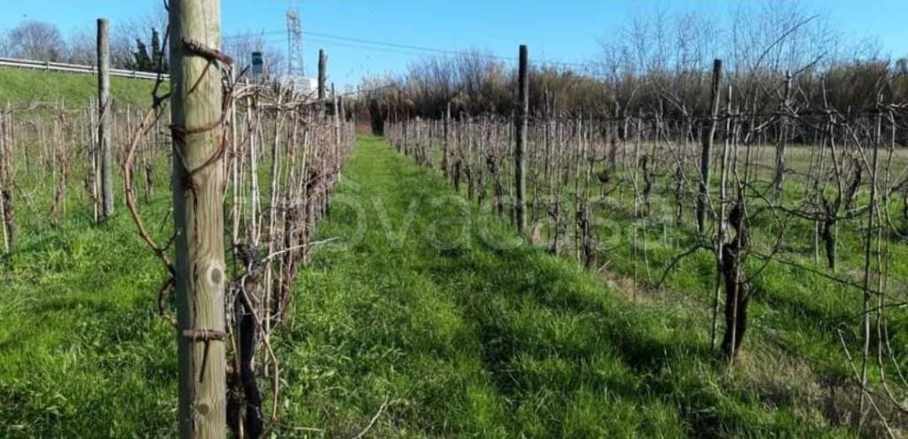 terreno agricolo in vendita a Sarzana