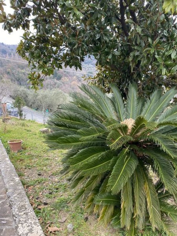 casa indipendente in vendita a Sarzana