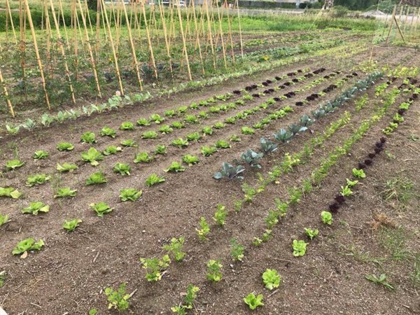 terreno agricolo in vendita a Sarzana in zona Falcinello
