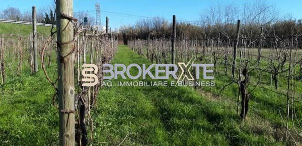 terreno agricolo in vendita a Sarzana in zona San Lazzaro