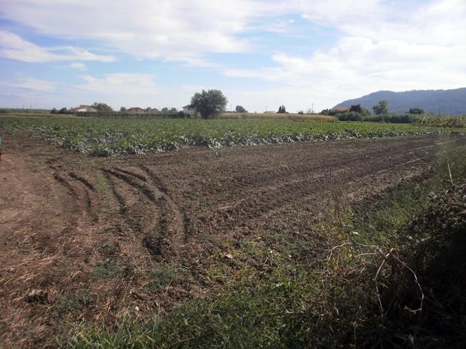terreno agricolo in vendita a Sarzana in zona Marinella di Sarzana