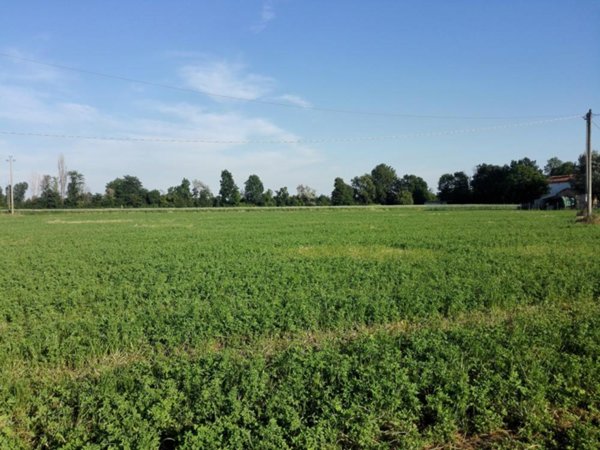 terreno agricolo in vendita a Sarzana in zona Marinella di Sarzana