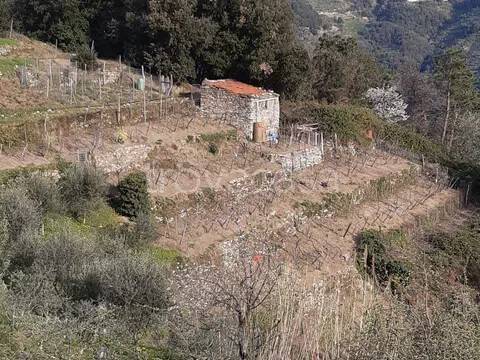 casa indipendente in vendita a Vernazza in zona San Bernardino