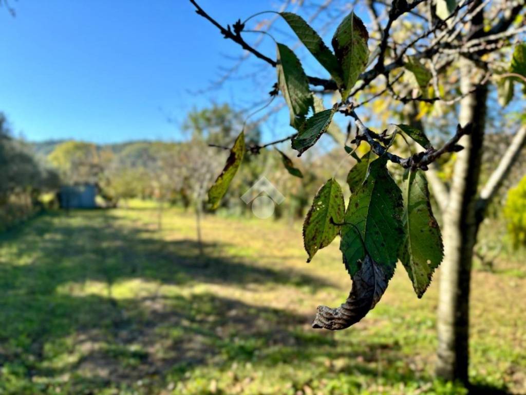 terreno agricolo in vendita a Vezzano Ligure