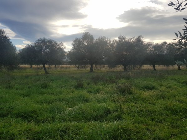 terreno agricolo in vendita a Vezzano Ligure