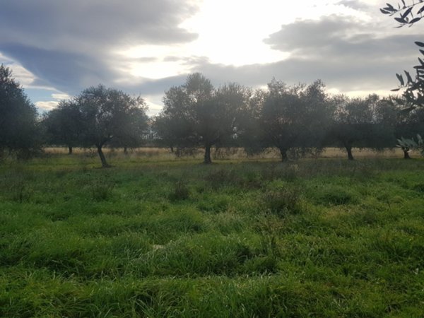 terreno agricolo in vendita a Vezzano Ligure