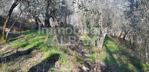 terreno agricolo in vendita a Vezzano Ligure