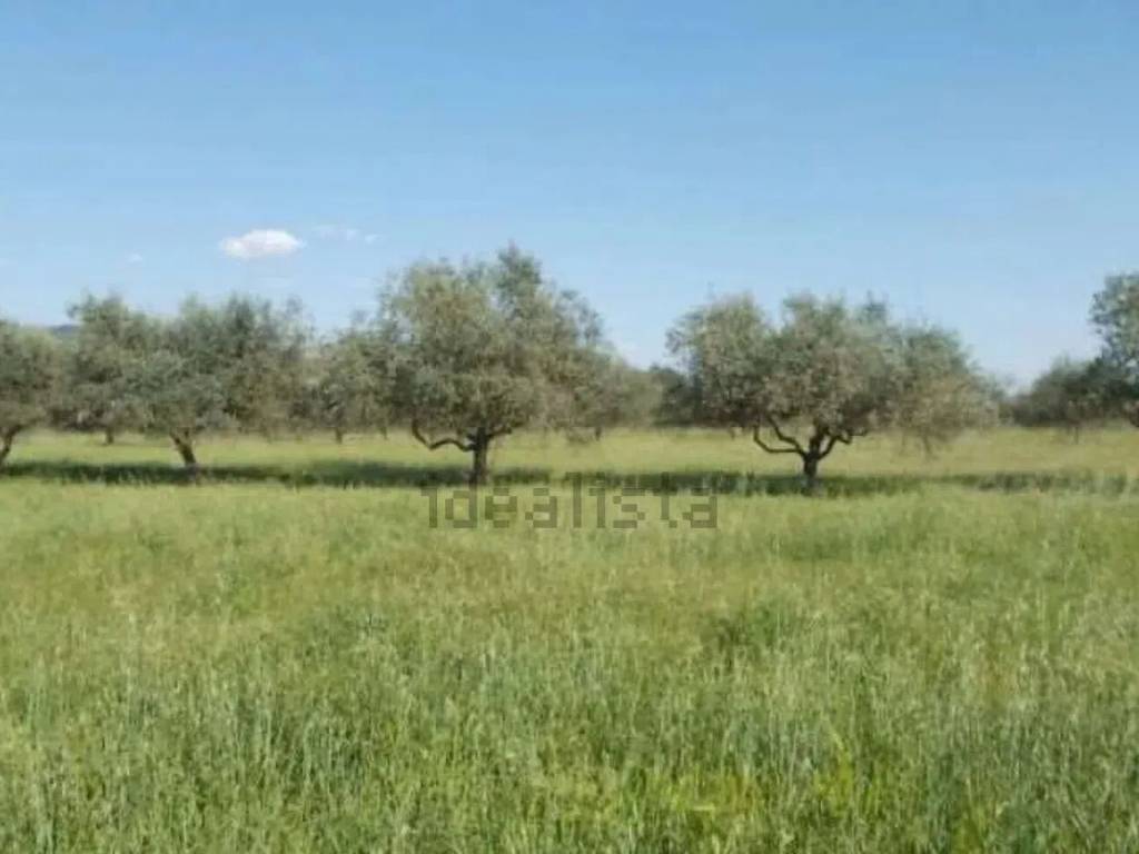 terreno agricolo in vendita a Vezzano Ligure