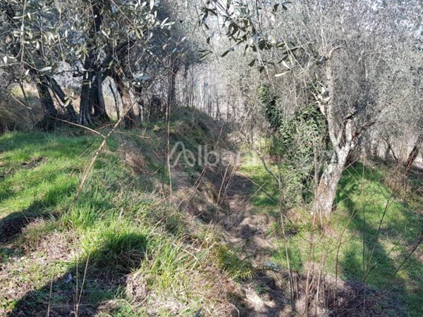 terreno agricolo in vendita a Vezzano Ligure