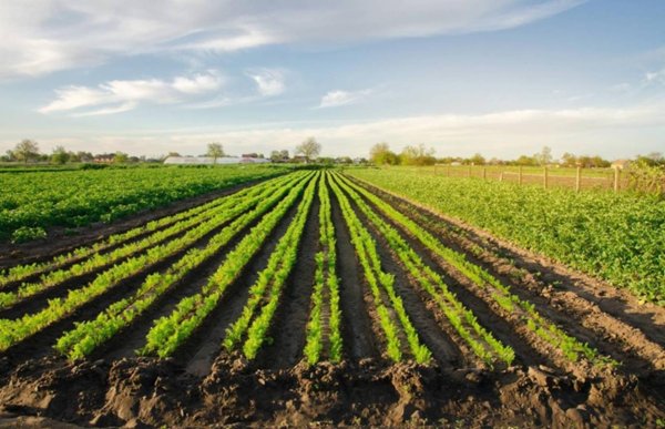 terreno agricolo in vendita a Busto Arsizio