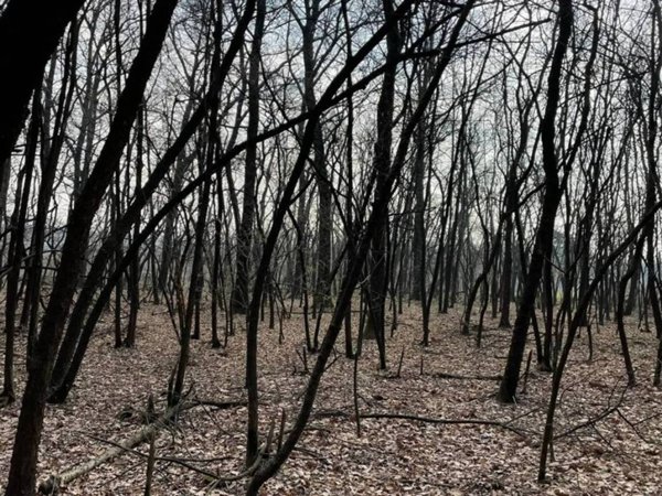 terreno agricolo in vendita a Busto Arsizio in zona Borsano